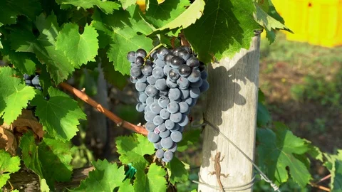 Lizard in a biological vineyard in Sicily, red grapes Video stock 116662165