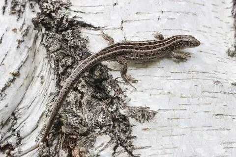 Lizard on a birch trunk Stock Photos