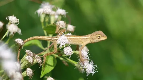 Lizard on Bitter bush or Siam weed blossom Stock Footage 145678313