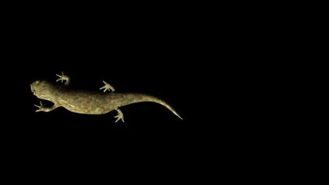 Lizard on black background 動画素材 83468300