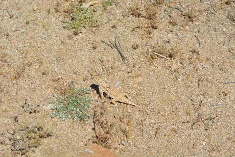 Lizard Blending Into Desert Terrain Under Bright Sunlight at Midday Stock Photos