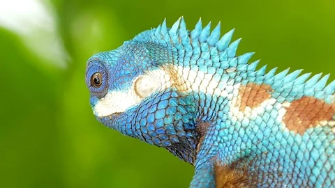 Lizard (Blue-crested Lizard) on the tree. Stock Footage 75459505
