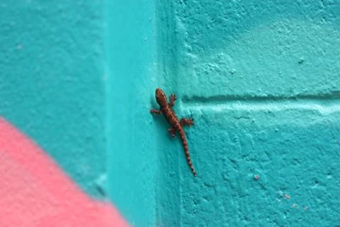 Lizard on the blue wall Stock Photos