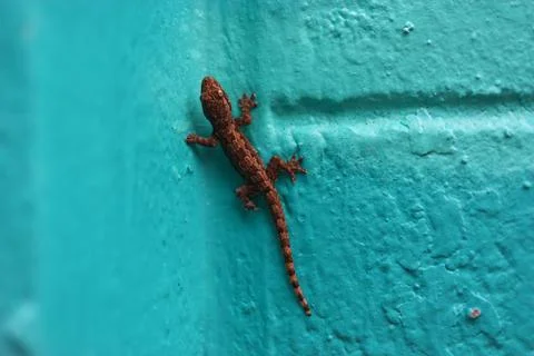 Lizard on the blue wall Stock Photos