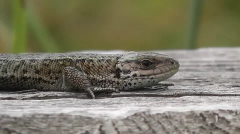 A lizard on the board Vídeo Stock 41604189