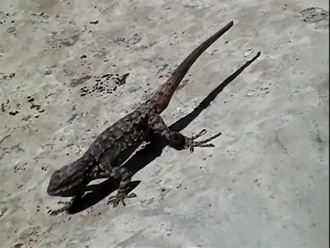 Lizard bob Video stock 924943