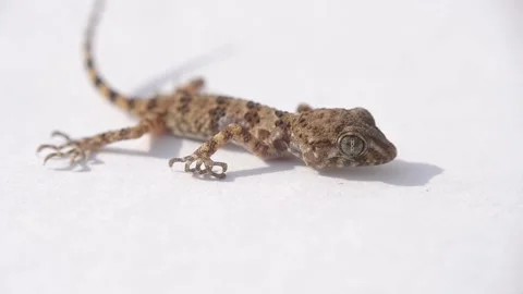 Lizard on a branch Stock Footage 136423709