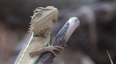 Lizard on a branch in the forest. Видео 58905221