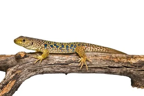 Lizard on a branch. Stock Photos