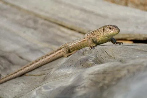 Lizard on branch Stock Photos