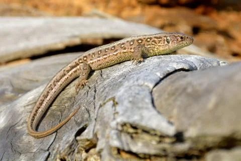 Lizard on branch Stock Photos