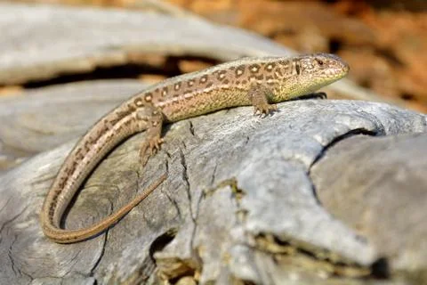 Lizard on branch Stock Photos