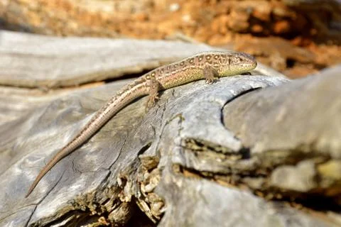 Lizard on branch Fotos de archivo