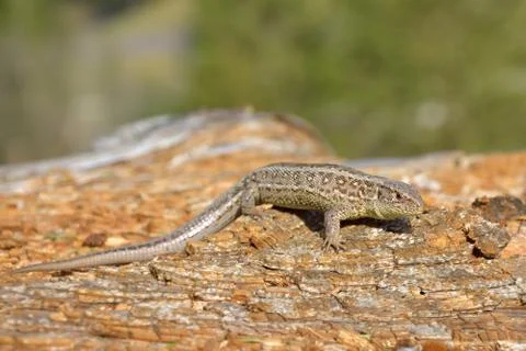 Lizard on branch Fotos de archivo