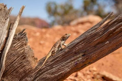 Lizard on a branch 스톡 사진
