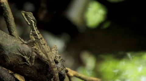 Lizard on branch of a tree Stock Footage 48740129