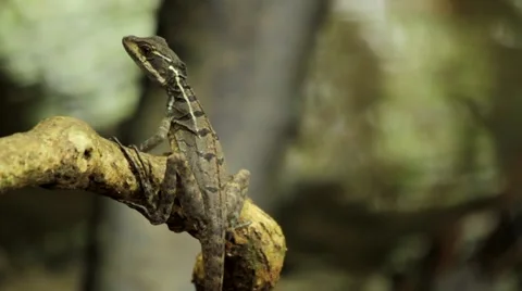 Lizard on branch of a tree Stock Footage 48740729