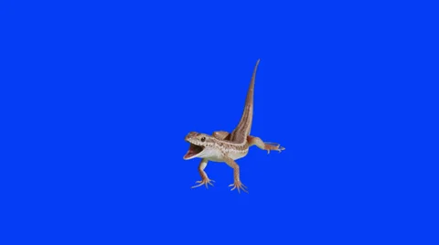 Lizard breathing like a dog Stock Footage 30433727