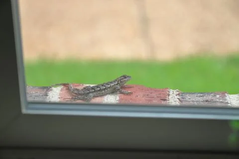 Lizard on Brick Stock Photos