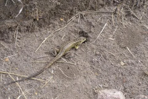 Lizard on the brown ground Stock Photos
