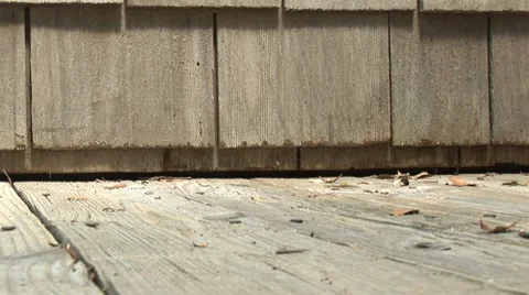 Lizard with bug in mouth Stock Footage 7754313