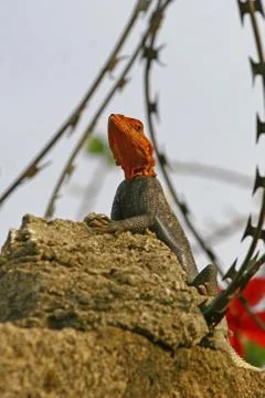 Lizard in a burbed wire Foto stock
