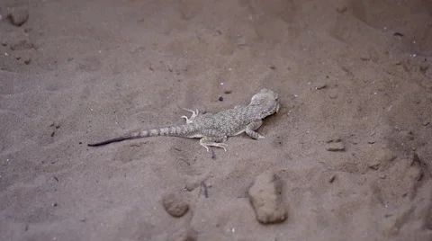 Lizard buries itself in the sand. A master of disguise living in the desert Stock Footage 56561774