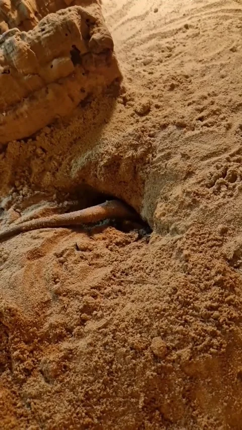Lizard Burrowing in Sand Stock Footage 332424565