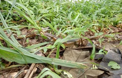 A lizard is in the bush Stock Photos