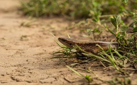 Lizard on the bushes macro Foto stock