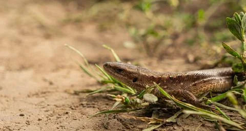 Lizard on the bushes Foto stock