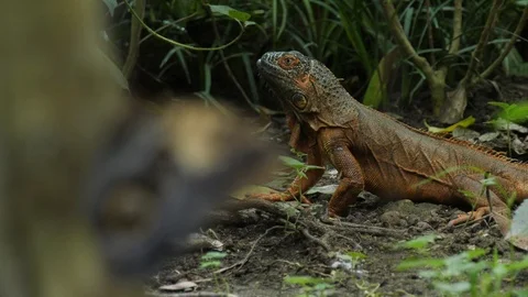 Lizard with butterfly Stock Footage 95537276