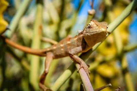 Lizard on a cactus Foto stock