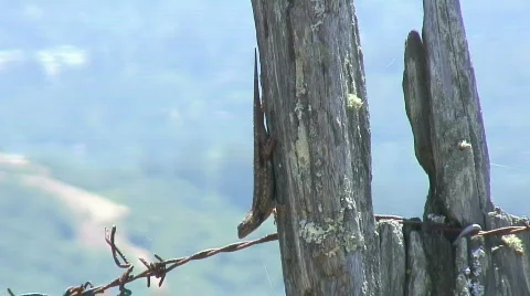 Lizard, California Stock Footage 307563