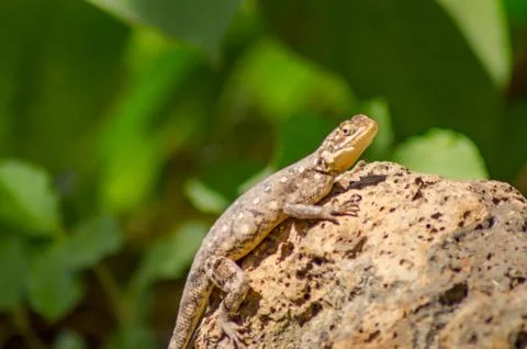 Lizard called agame settlers in the savannah Stock Photos