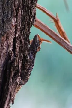 Lizard Camouflage on Tree Bark Stock-Fotos