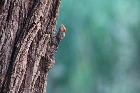 Lizard Camouflage on Tree Bark Stock Photos