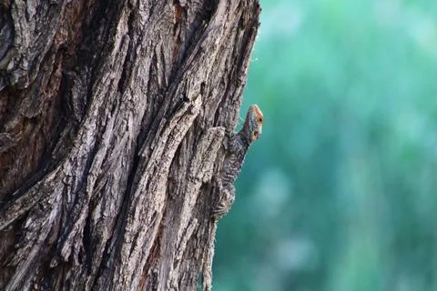 Lizard Camouflage on Tree Bark Stock Photos