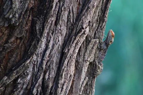 Lizard Camouflage on Tree Bark Stock Photos