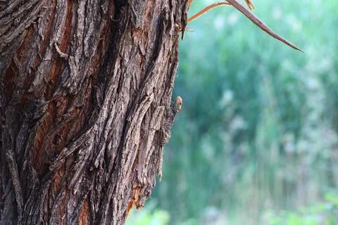 Lizard Camouflage on Tree Bark Foto stock