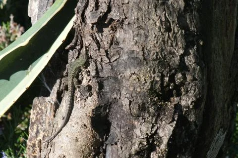 Lizard camouflaged in the sun on a tree trunk. Small reptile climbing a tree  Stock Photos