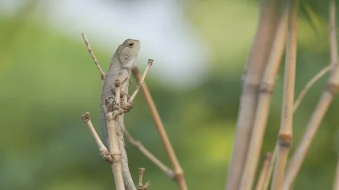 Lizard is can climbing Stock Footage 109418945