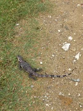 Lizard carcasses lying on the ground 스톡 사진