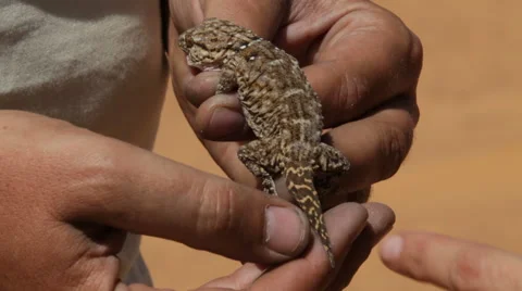 Lizard catch 스톡 동영상 68003156