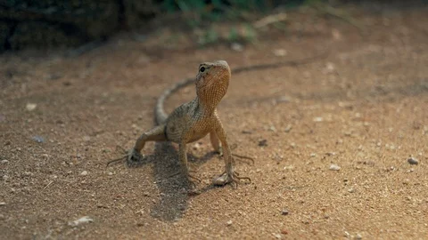 Lizard catches insects. Stock Footage 121689982
