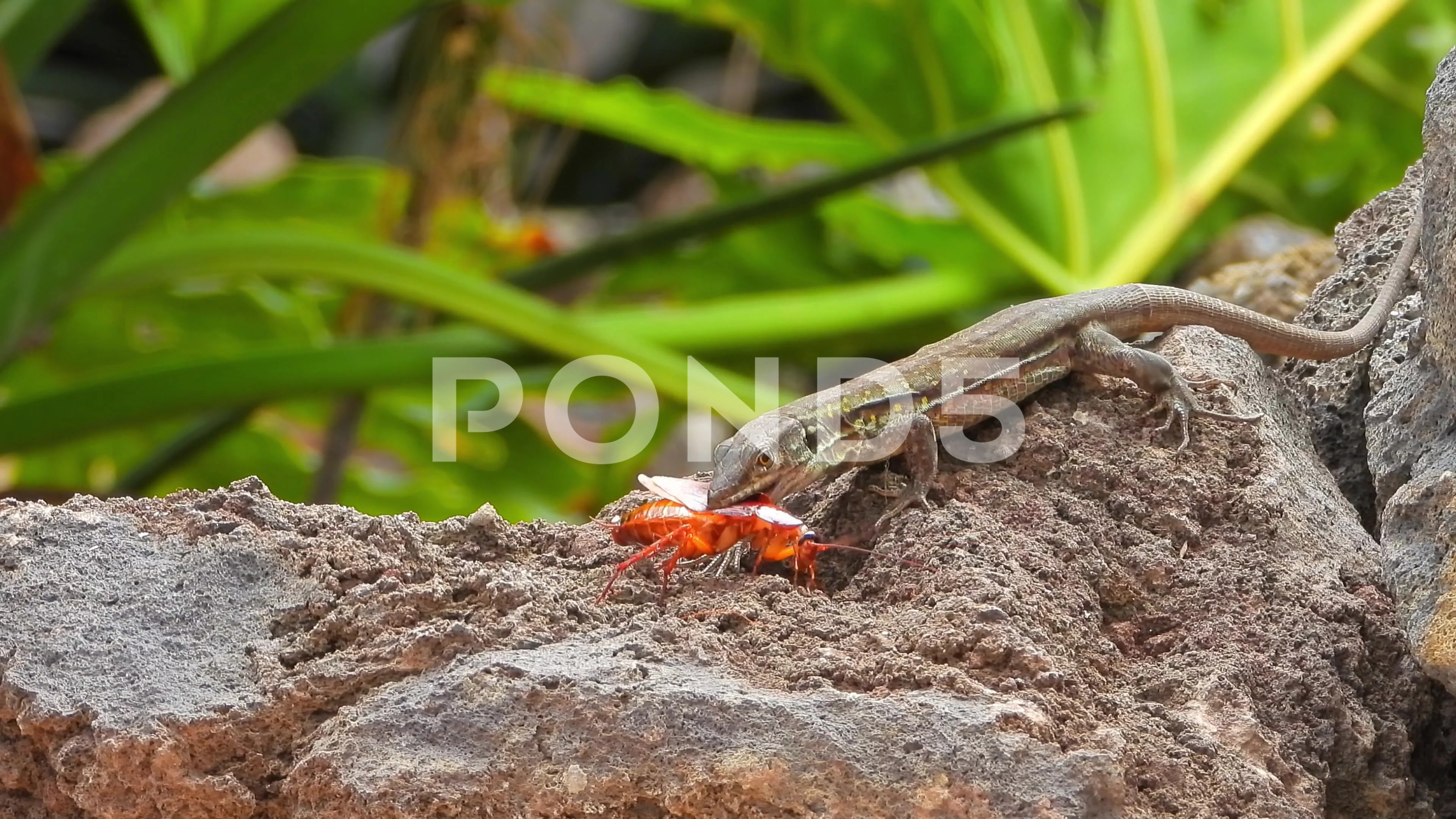 https://images.pond5.com/lizard-catching-cockroach-footage-137648838_prevstill.jpeg