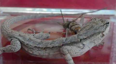Lizard catching cricket Stock Footage 46834127
