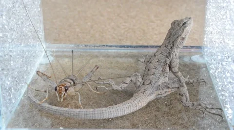 Lizard catching cricket Stock Footage 46834289