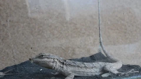 Lizard catching cricket 動画素材 46834588