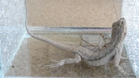 Lizard catching cricket Stock Footage 46835025